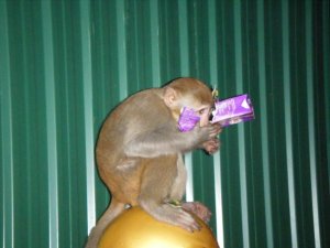 One of the wild monkeys tearing into a juice box.