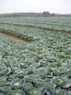 Real, live cabbage patch. I didn't see any babies in there though.