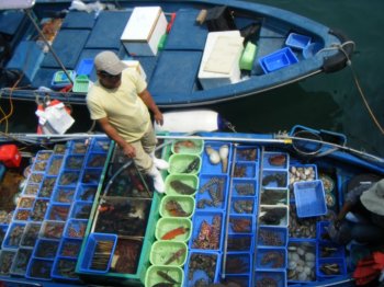 Pick your dinner - it's fresh!