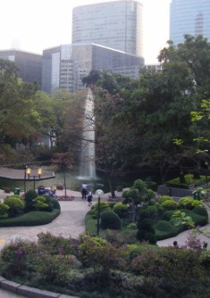 It was hard to believe such a nice piece of greenery could survive, much less thrive in an urban environment like Hong Kong. But it did!