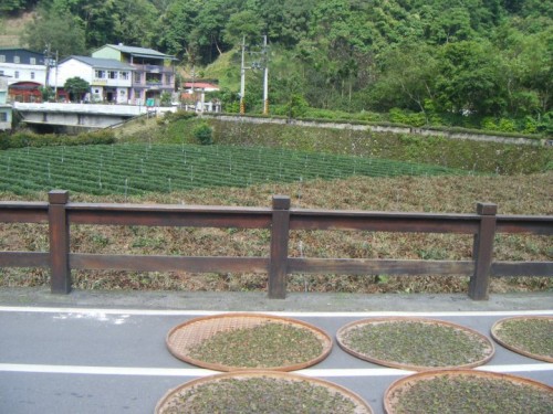 Some of the tea fields and tea drying in the sun we saw while riding bikes.