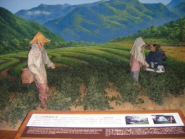 An example of tea harvesting in the Tea Museum in Ping Lin.