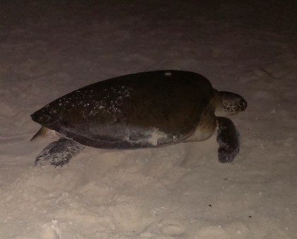 One of about ten sea turtles we saw during multiple walks on the beach after the sun went down. Such a cool experience. Photo courtesy of: Dancin' Dirk.