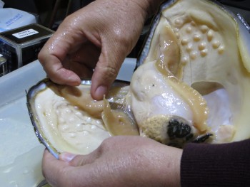 The owner of Fenghui Pearls showing us how freshwater pearls are grown and harvested.