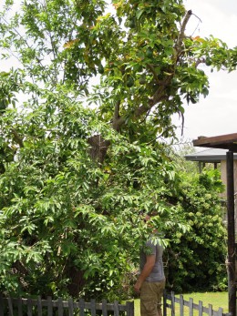 Sean picking zabuca (avocados) from the tree outside his grandparents' house.