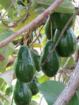 Look how big they are! So flavorful too - you have no idea.