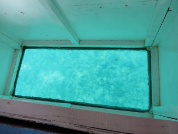 A shot of Buccoo Reef through the glass windows in the center of our glass bottom boat.